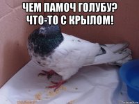 чем памоч голубу? что-то с крылом! 