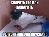 сварить его или зажарить голубятина она вкусная!