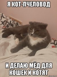 я кот-пчеловод и делаю мёд для кошек и котят