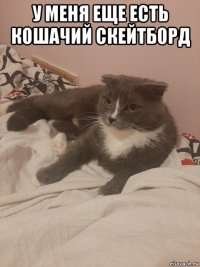 у меня еще есть кошачий скейтборд 