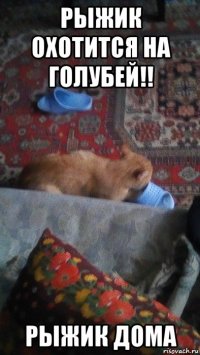рыжик охотится на голубей!! рыжик дома