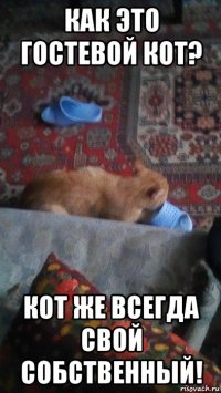 как это гостевой кот? кот же всегда свой собственный!