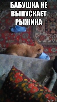 бабушка не выпускает рыжика 