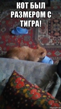 кот был размером с тигра! 