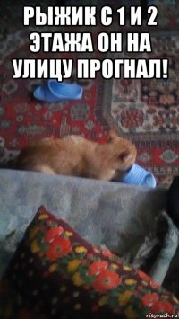 рыжик с 1 и 2 этажа он на улицу прогнал! 
