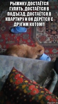рыжику достаётся гулять, достаётся в подъезд, достаётся в квартиру и он дерётся с другим котом!! 