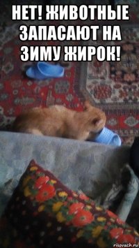 нет! животные запасают на зиму жирок! 