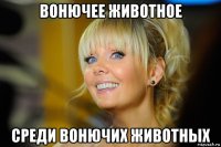 вонючее животное среди вонючих животных