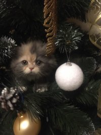 Создать мем Elpizduk