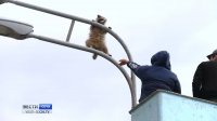 Создать мем Енот и фонарный столб