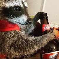 Создать мем Енот и пиво
