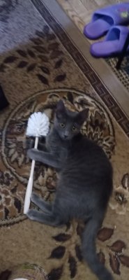 Создать мем Кошка с ёршиком