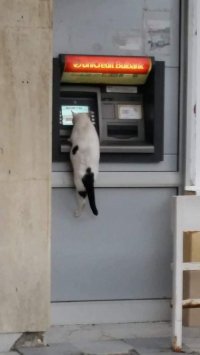 Создать мем Кот банкомат