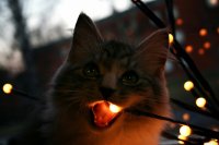 Создать мем Кот ест гирлянду