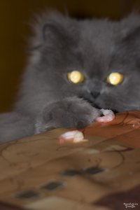 Создать мем Кот воришка