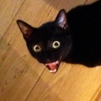 Создать мем Котэ