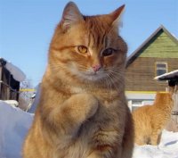 Создать мем Котик где