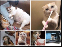 Создать мем Morning cat