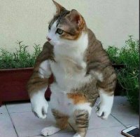 Создать мем П