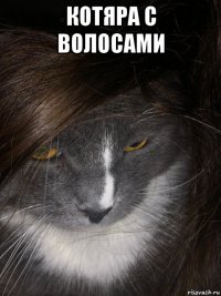 котяра с волосами 