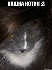пашка котик :3 
