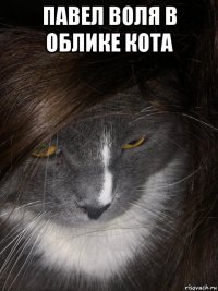 павел воля в облике кота 