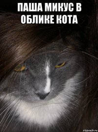 паша микус в облике кота 