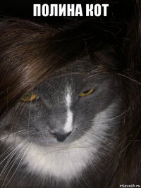 полина кот 
