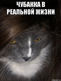 чубакка в реальной жизни 