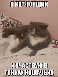 я кот-гонщик и участвую в гонках кошачьих