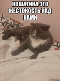 кошатина это жестокость над нами 