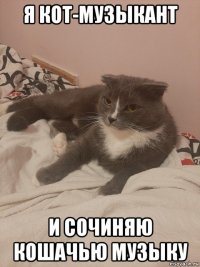 я кот-музыкант и сочиняю кошачью музыку