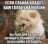 если собака кладёт вам голову на колени вы рано или поздно начинаете понимать, что её необходимо погладить