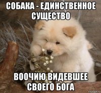 собака - единственное существо воочию видевшее своего бога