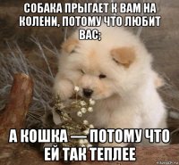 собака прыгает к вам на колени, потому что любит вас; а кошка — потому что ей так теплее