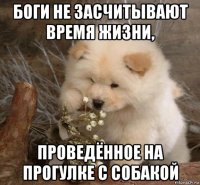 боги не засчитывают время жизни, проведённое на прогулке с собакой