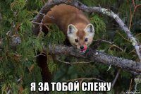  я за тобой слежу