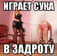играет сука в задроту