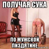 получая сука по мужской пиздятине