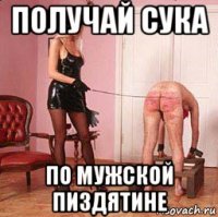 получай сука по мужской пиздятине