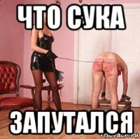 что сука запутался