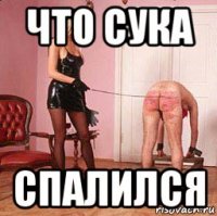 что сука спалился