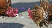 Создать мем Бойцовые куриные петухи