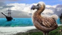 Создать мем Додо короблям