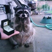 Создать мем Енот