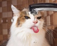 Создать мем Год рыжего кота