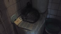 Создать мем Котенок лайк
