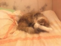 Создать мем Спящая Буся