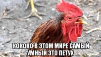  кококо в этом мире самый умный это петух