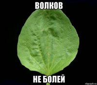 волков не болей